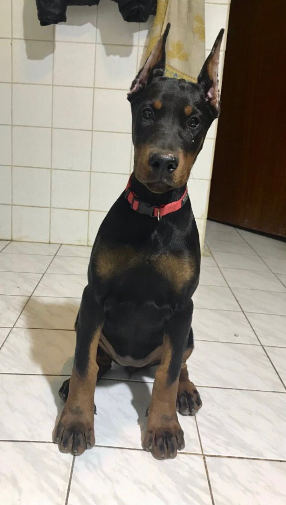 Doberman szczeniak do rezerwacji