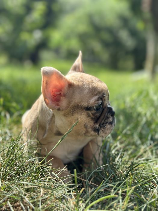 Продам цуценят французького бульдога