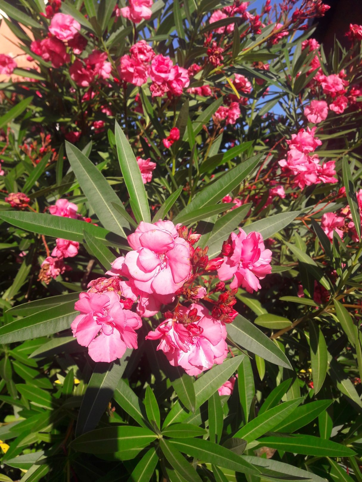 Oleander  Różowy Pełny. Cudownie pachnący.