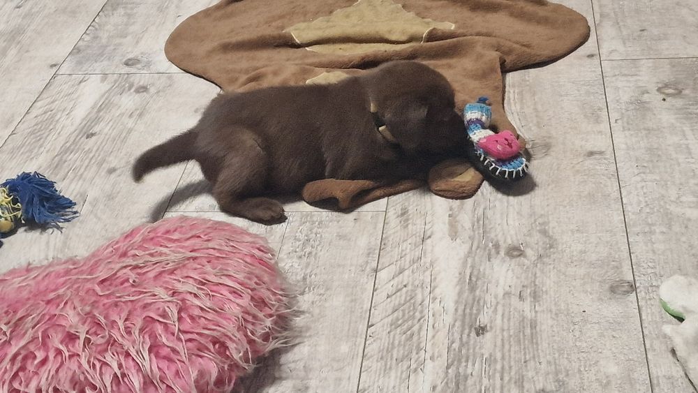 Labrador retriever szczeniak z rodowodem