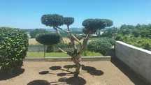 Oliveiras para jardim