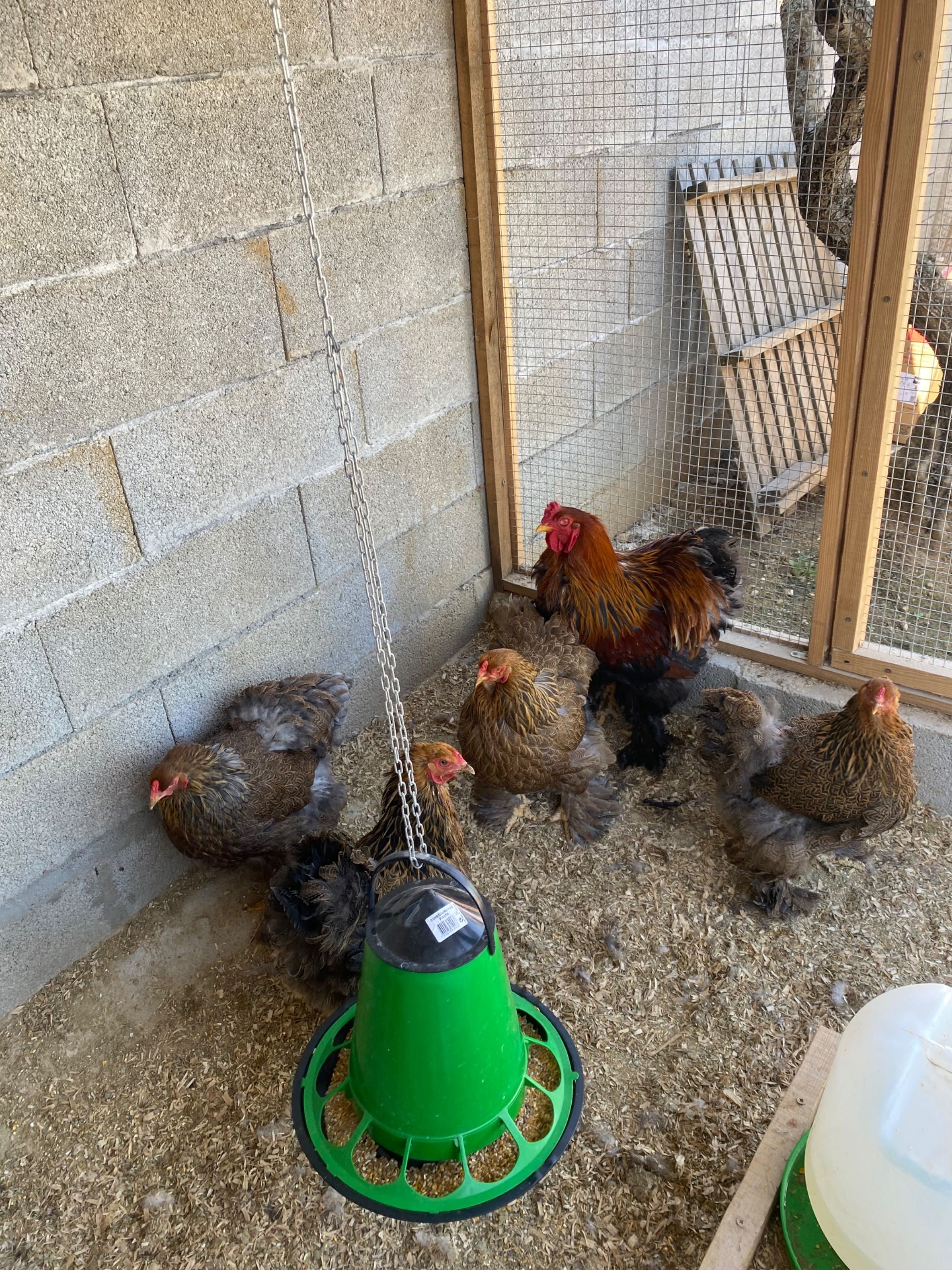 Ovos galados de brahma e Wayandotte e outras raças