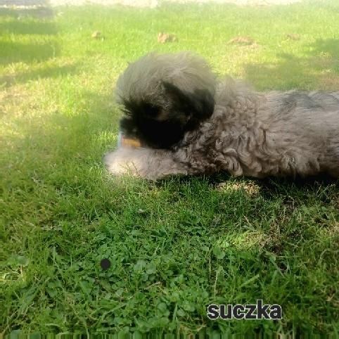 Sprzedam suczkę shihtzu.