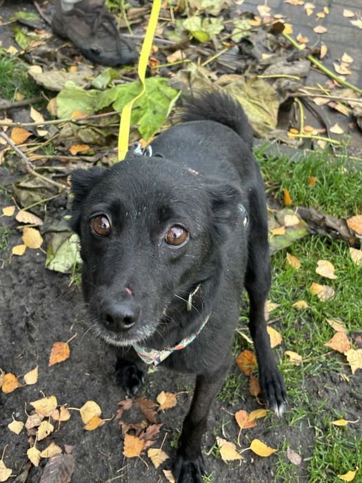 Przekochana sunia wyrzucona w polu ze szczeniakami