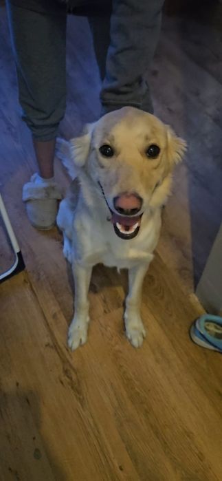 Samiec do adopcji za darmo