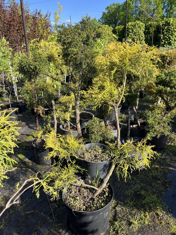 Bonsai iglaki formowane sosna tuja cyprys cyprysik na pniu szczepione