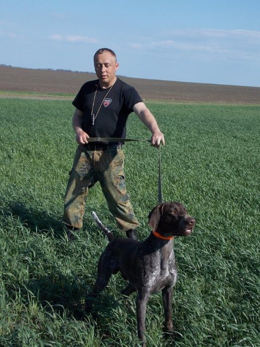 Вязка Курцхаар