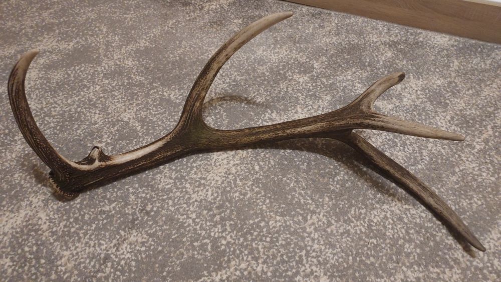 Продам Ріг оленя свіжі 25 року