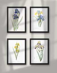 Plakaty 4szt Kwiaty Irysy boho vintage botaniczne Obraz irys wydruk
