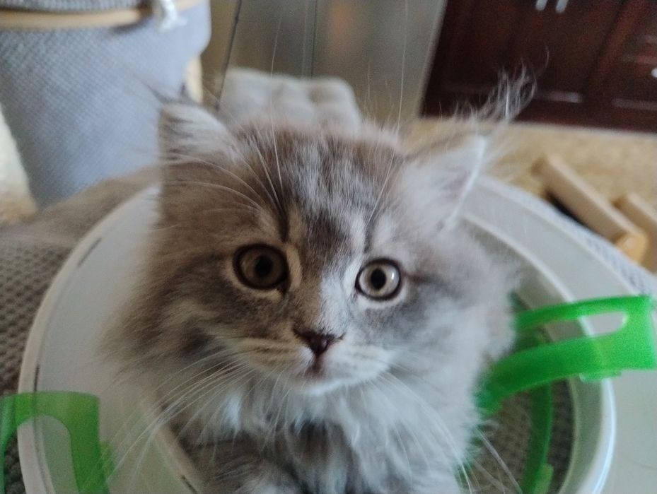 Kocurek Brytyjski  Długowłosy Niebieski