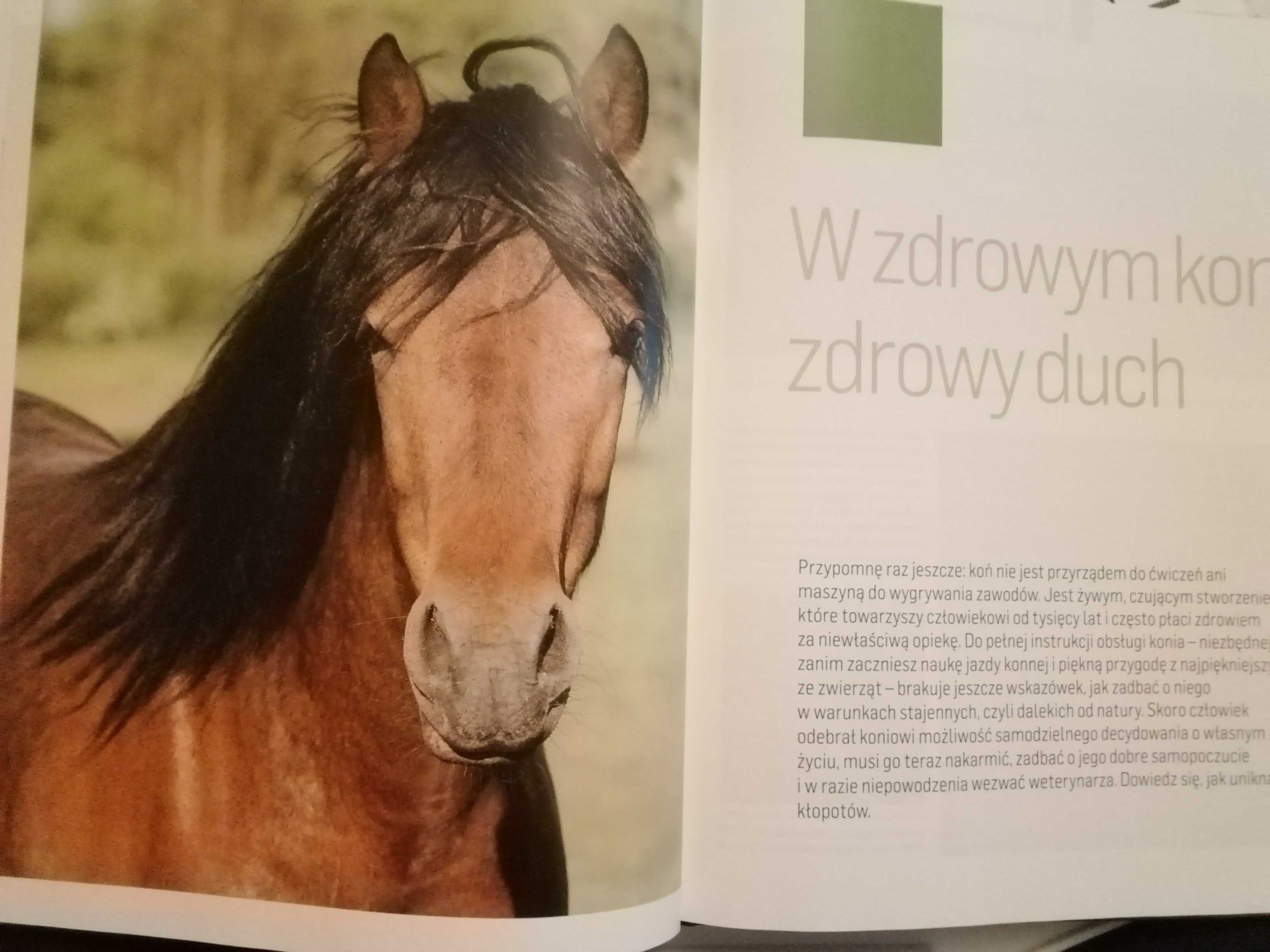 ABC jeździectwa Dorota Kozińska