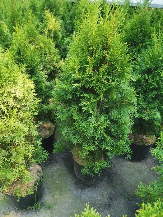 Thuja Smaragd Szmaragd zagęszczana sadzenie transport 100% przyjęcia