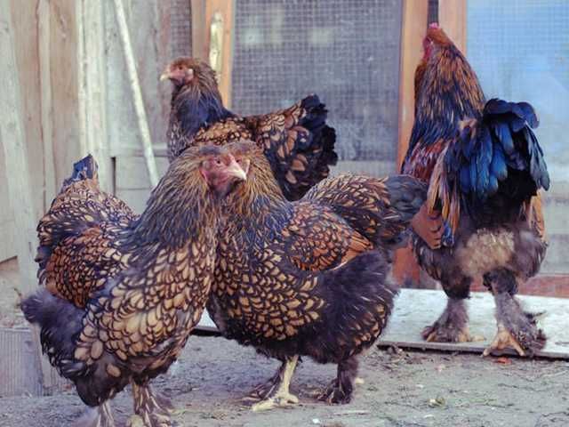 Інкубаційне яйце.(Курчата) Брама - фарфорова, біле золото, золото.