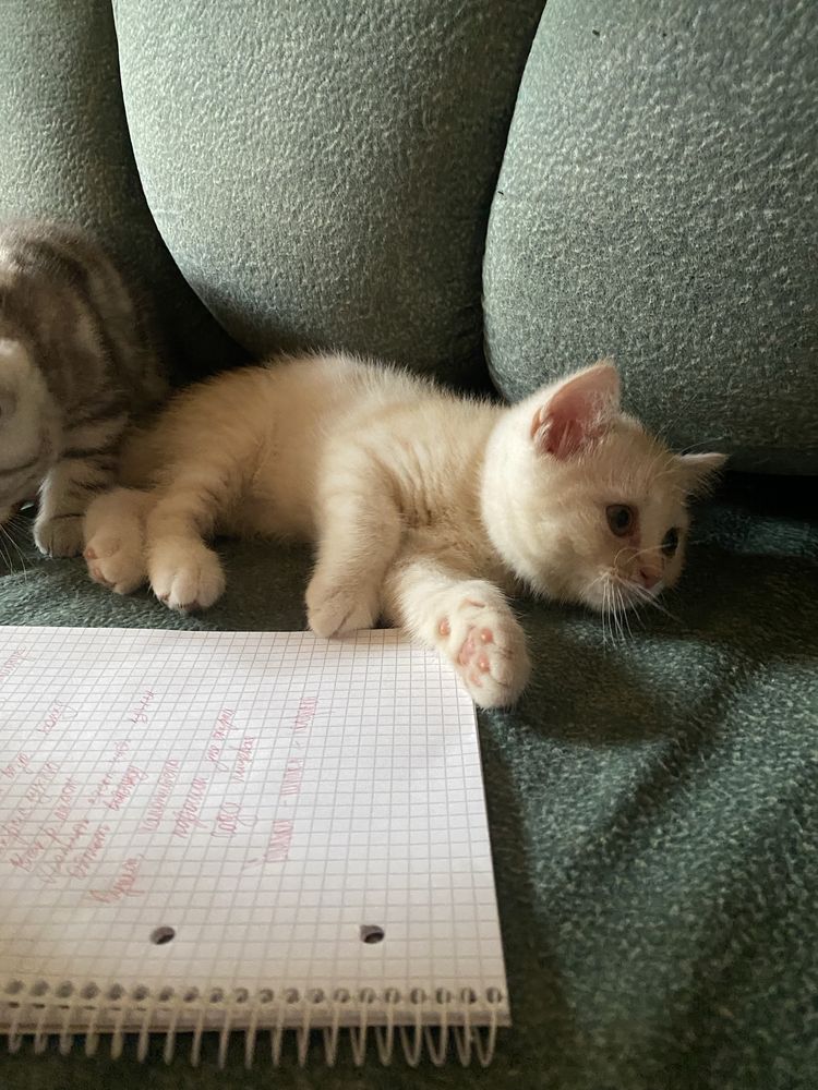 Шотландський кремово рыжий котенок прямоухий