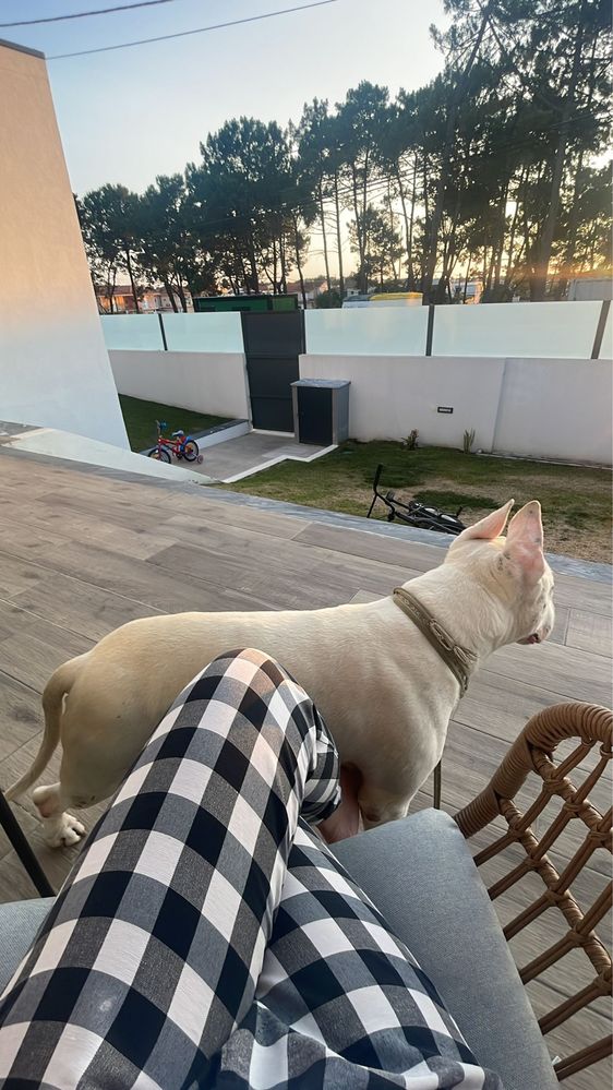 Dá-se Bull Terrier