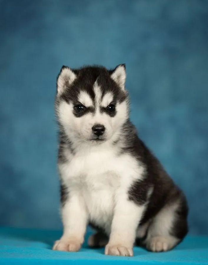 Szczeniak samiec Syberian Husky piwnooki rodowód