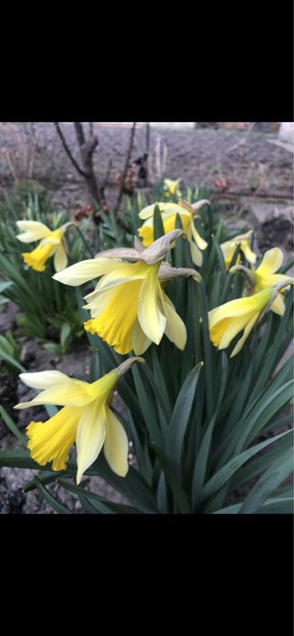 Вічно зелений кущик, жимолость шапочна та цибулини жовтого нарцизу