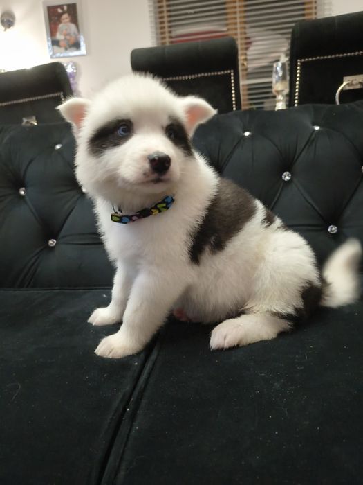 Amor łajka jakucka FCI rodzice zdrowi metryka umowa chip wyprawka