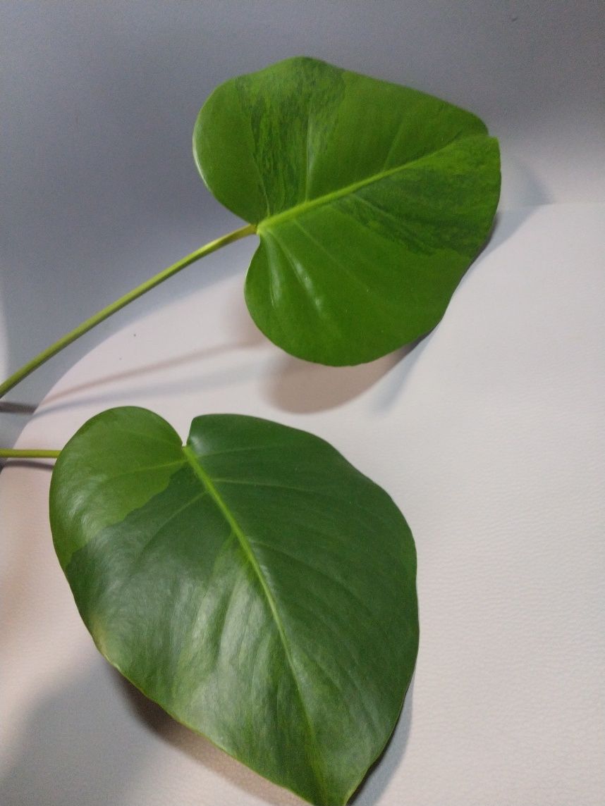 Monstera Green on Green szczyt dwulistny