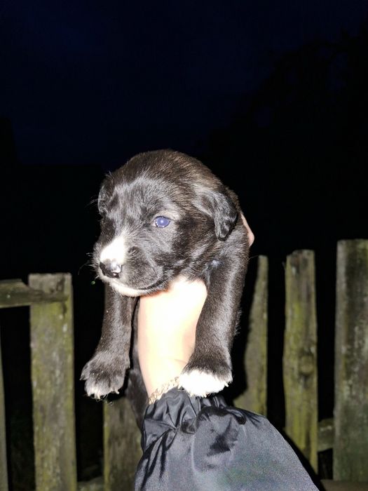 Віддам гарненьких собаченят