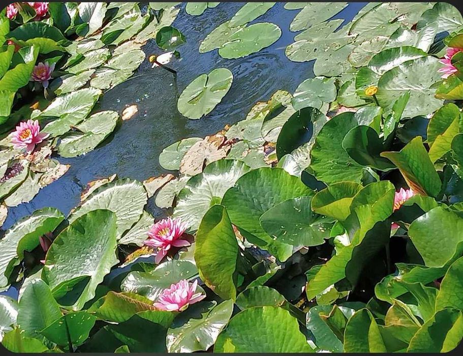 Lilie wodne do stawów i oczek wodnych