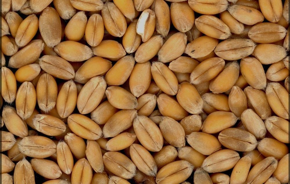 Пшениця для борошна на хліб не труєна власного господарства