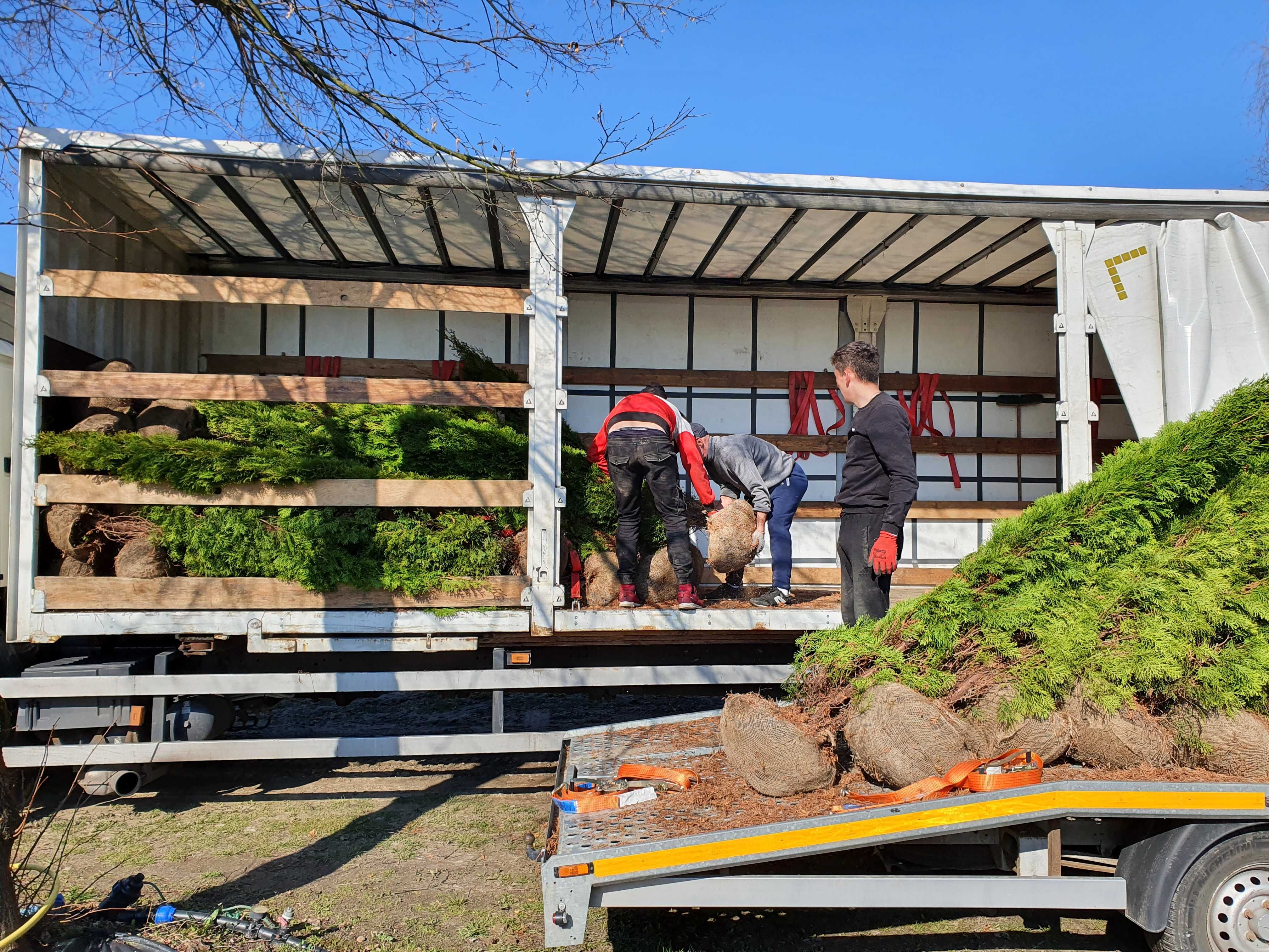 TUJA SZMARAGD Thuja smaragd 280cm kopane maszyna TRANsport