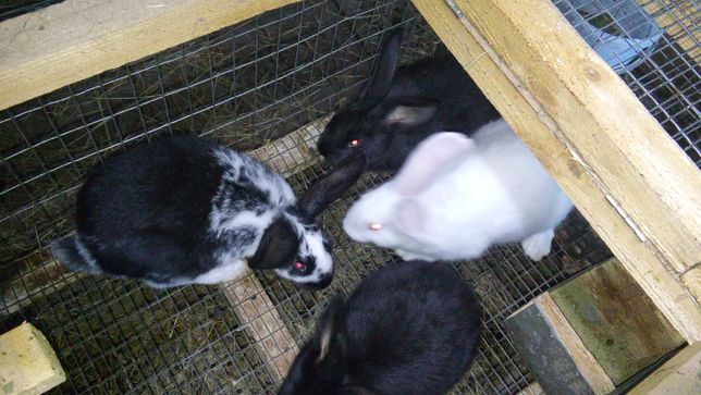 Кролі кролики крольчата кріль Распродажа!