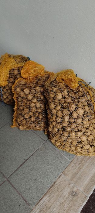 Orzechy włoskie tegoroczne 2025