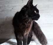 Piękna kotka Maine Coon FPL