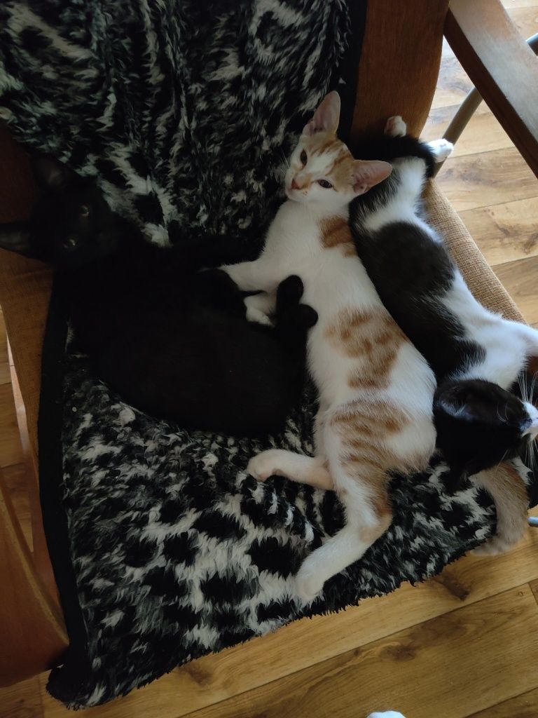 Kotki do oddania