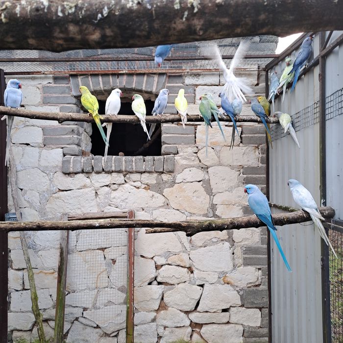 Aleksandretta aleksandretty