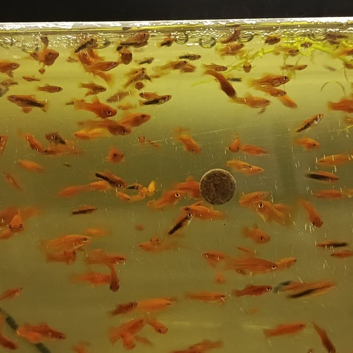 Sprzedam mieczyki młode