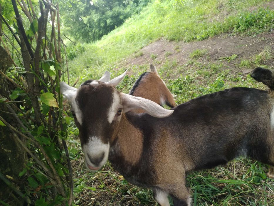 Породистий заано-нубійський козлик
