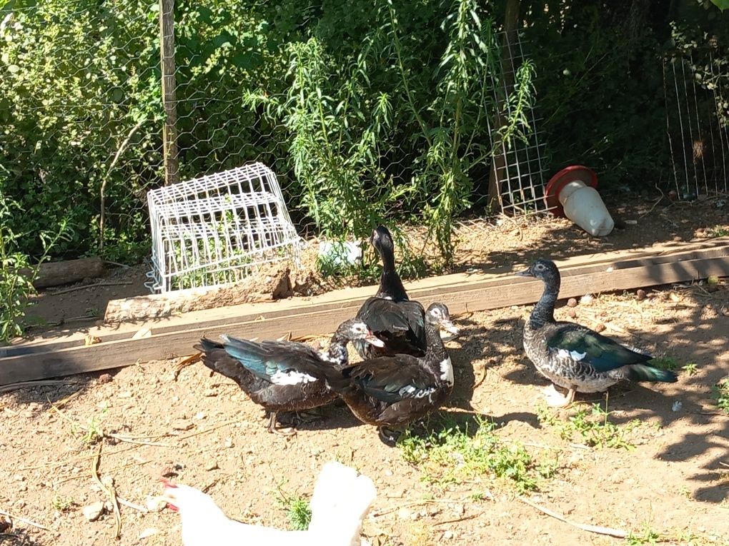 Vários patos mudos caseiros