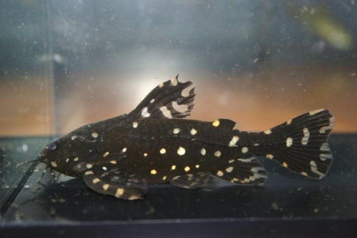 Sprzedam sumiki Agamyxis – 2 sztuki