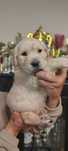 Golden retriever szczeniak po Champion Polski