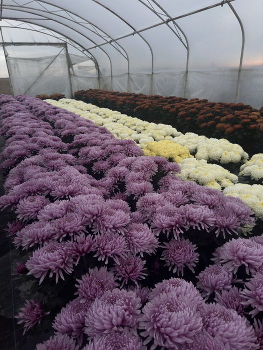 Chryzantemy wielokwiatowe i drobnokwiatowe