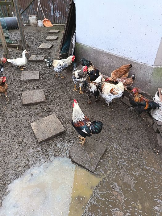 Sprzedam młode koguty