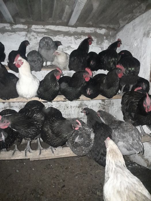 Кури Джерсінський гігант