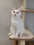 Kocurek Killi Maine coon slyszy
