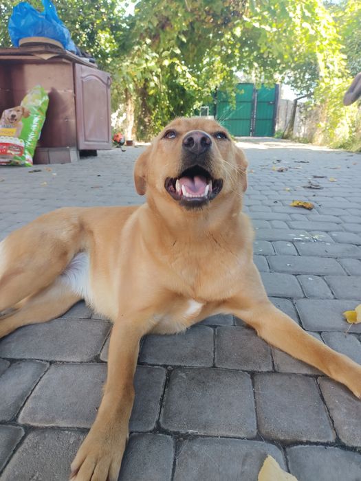 Весела Роксі в пошуках свого дому