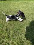 Jack Russell Terrier piesek Bambo