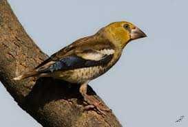 Carpodacos Mexicanos 2024/2025(outras aves)