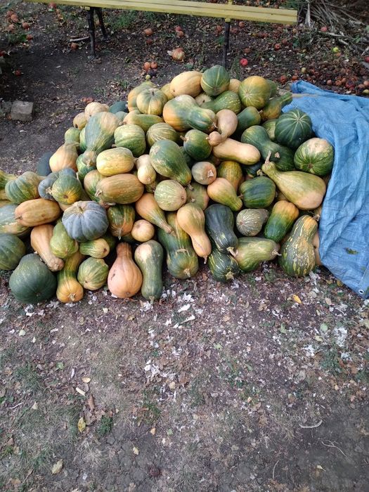 Продам гарбуз для скотини.