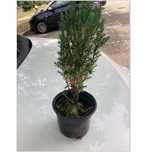 Vendo arbustos para desocupar