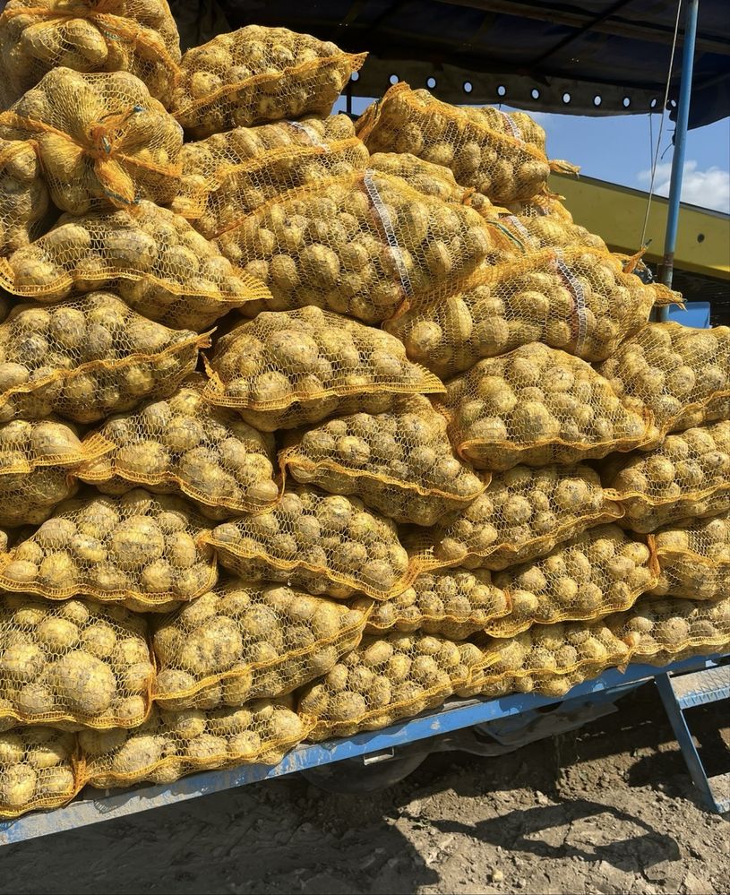 Ziemniaki Denar 15kg