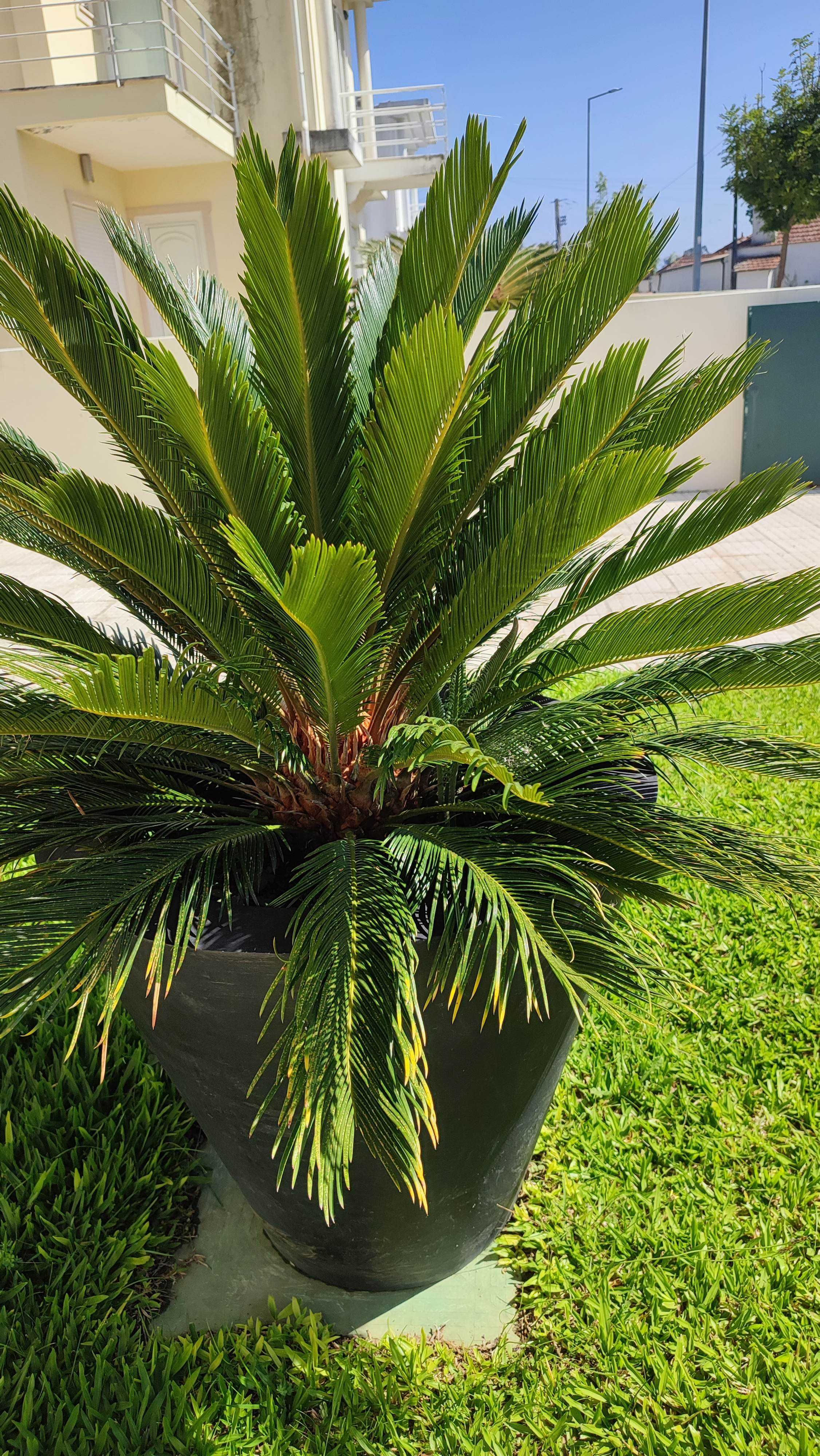 Planta de exterior Cyca