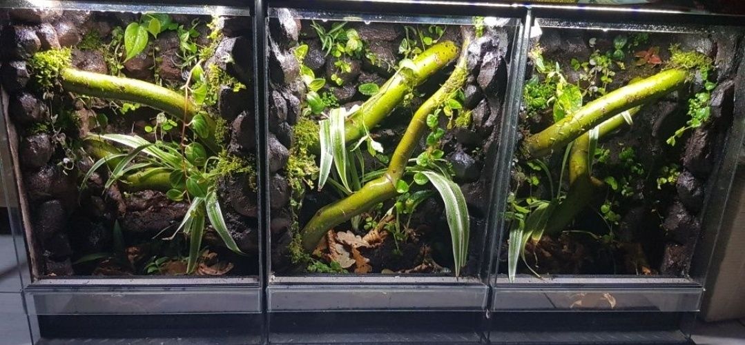 Terrarium tropikalne 40x40x60 gekon orzęsiony