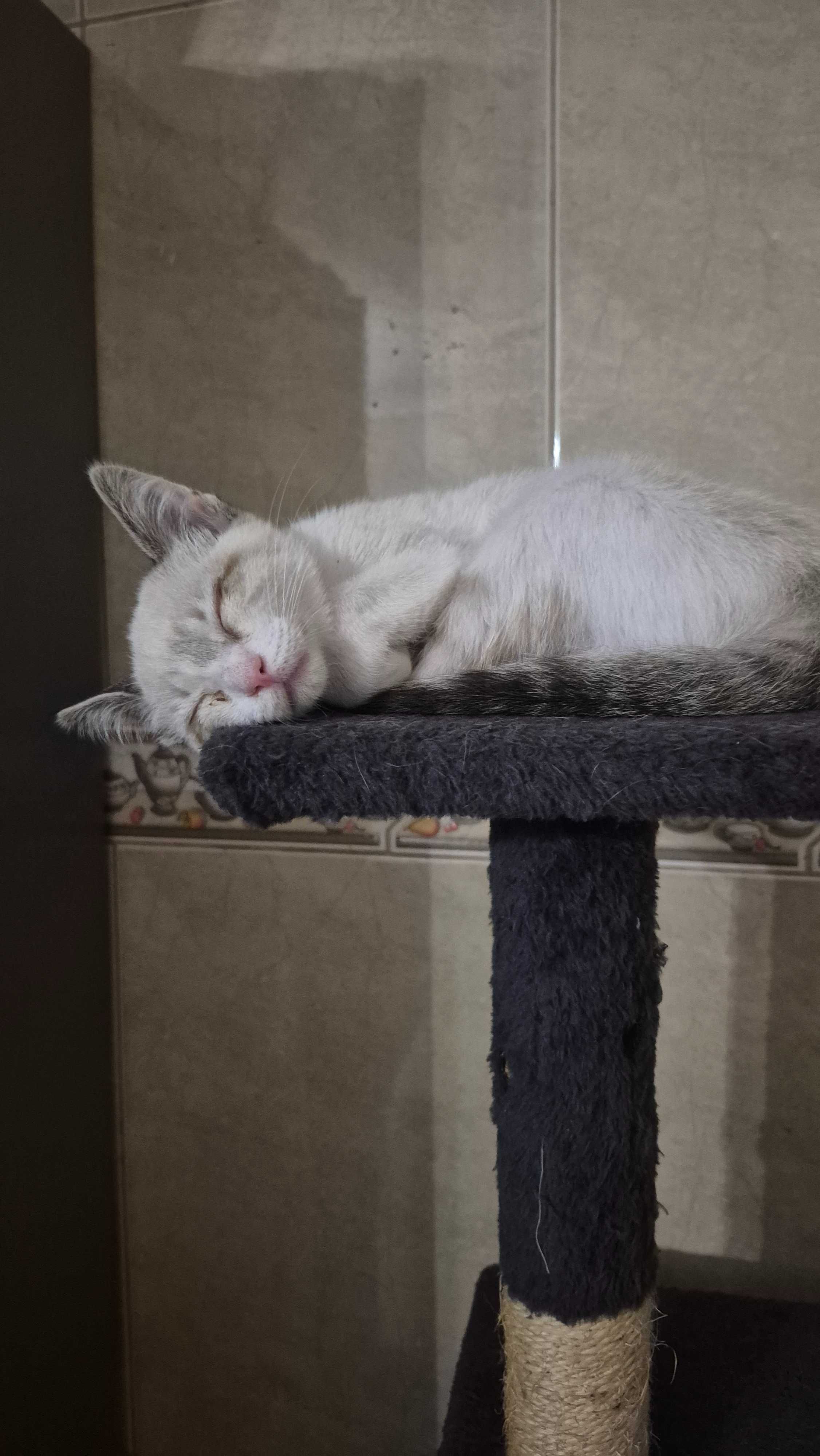 Gatinha para adoção em Aveiro/Águeda